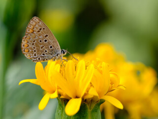 Fototapeta na wymiar The butterfly sits on a yellow flower. Day, the background is blurred.