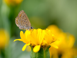 The butterfly sits on a yellow flower. Day, the background is blurred.