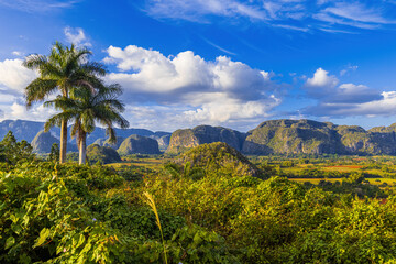 Fototapeta na wymiar View of fields, mogotes and palms in Vinales Valley, Cuba