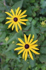 Gelber Sonnenhut im Sommer. Rudbeckia fulgida.