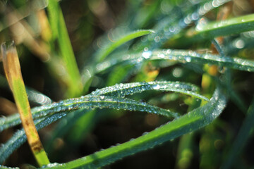 Selective focus macro shot of green grass after rain with waterdrops under sunlight