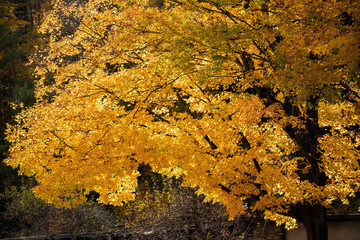 Gorgeous Golden Sunlit Maples