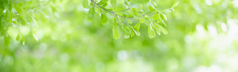 Closeup of beautiful nature view green leaf on blurred greenery under sunlight background in garden with copy space using as background cover page concept.