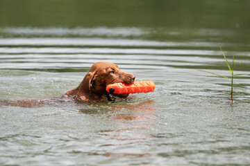 Jagdhund apportiert im Wasser