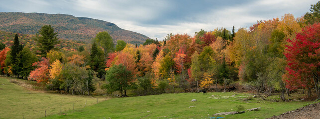 Riot of Autumn Trees