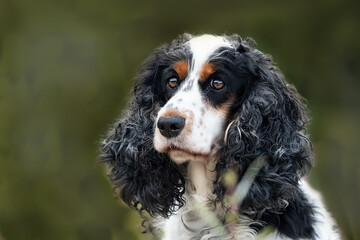 Cocker Spaniel