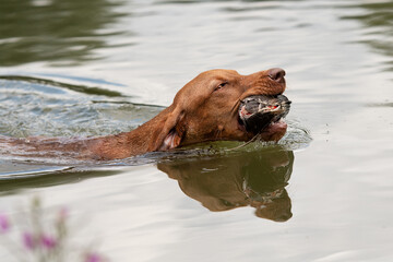 Jagdhund apportiert im Wasser