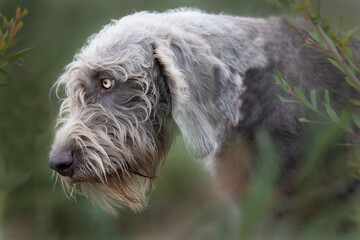 Slowakischer Rauhbart