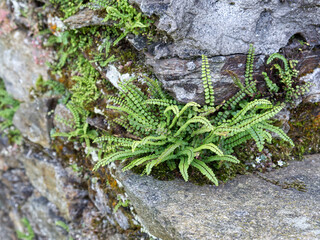 an alpine grass called 'stonesplitter' -Ceterach officinarum- grows on a granite slope.