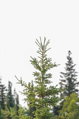 Green pine tree against white sky