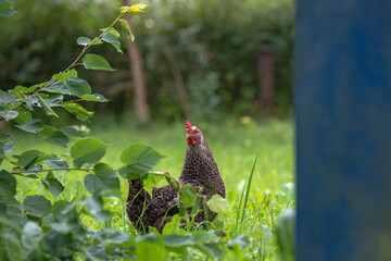 brown chicken at tree branches with leaves