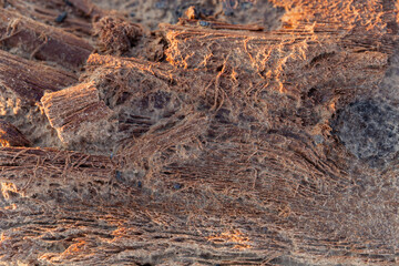 texture of wooden stump destroyed by the steppe wind and salt. Sunset light