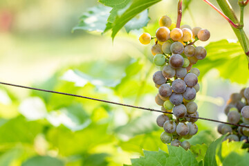 Wine grapes in a vineyard