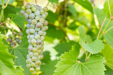 White grapes on the vine, Unripe grapes in the vineyard, summer natural background, selective focus