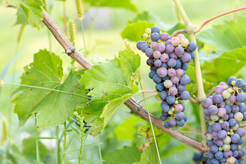 Unripe grapes hanging on vine at vineyard
