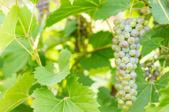 Ripe juicy white grapes on vine in the vineyard