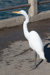great heron in pier