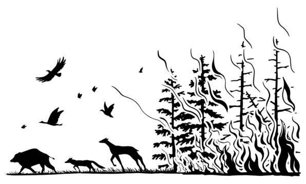 Coniferous forest on fire and silhouettes of wild animals. Deer, wild boar, fox, birds fleeing from the wildfire. Hand drawn graphic vector illustration of forest fire. Black drawing isolated on white