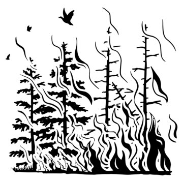 Silhouette of coniferous forest in fire. Hand drawn graphic vector illustration of wildfire. Monochrome flat drawing isolated on white background.