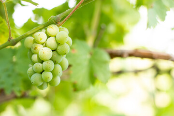bunch of unripe berries in green leaves. young vineyard