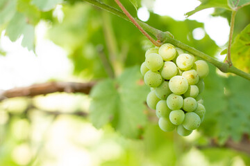 A bunch of white grapes. Close-up of a ripening branch of green grapes in a vineyard in the sunlight.