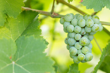 Ripening white grapes in the garden. Green grapes growing on the grape vines.