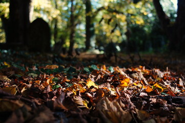 close up of autumn leaves in the forest 