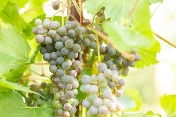 The white grapes on a vineyard with golden sunlight at sunset