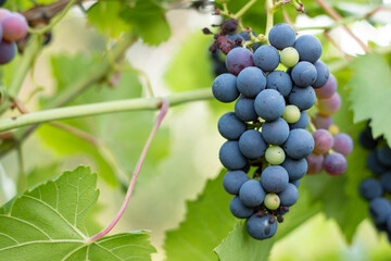 Bunch of red grapes hanging on vineyard in hot summer day