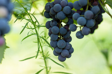 Fresh ripe juicy red grapes growing on branches in vineyard