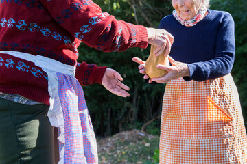 Obraz premium Two elderly women holding an organic pumpkin at vegetable garden.