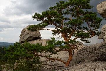 tree on the rock