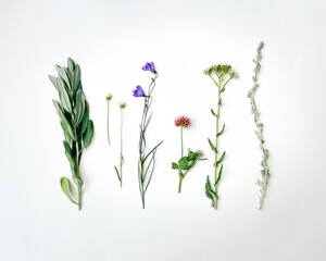 Minimalist wildflowers isolated on white background. Flat lay, top view.