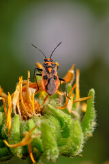 The bug mace henbane  sits on a yellow flower. Day. The background is blurred. Macro. Corizus hyoscyami.