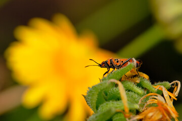 The bug mace henbane  sits on a yellow flower. Day. The background is blurred. Macro. Corizus hyoscyami.