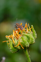 The bug mace henbane  sits on a yellow flower. Day. The background is blurred. Macro. Corizus hyoscyami.