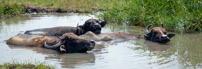 Fototapeta premium bison swim in the river. Wild bison in the water, in the swamp. Wild nature. Buffalo swimming in the mud. High quality photo