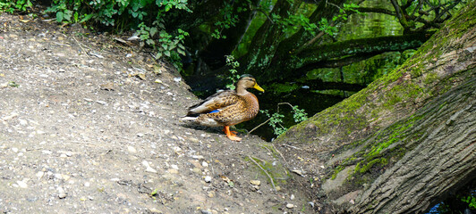 Ducks at Reddish Vale Country Park