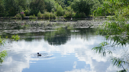Bridge and birds in Reddish Vale Country Park