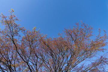 spring blooming tree covered with leaves. nature on blue sky background. blossoming season