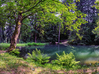 Little lake with green surface in the forest