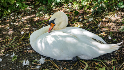 Swans at Reddish Vale Country Park