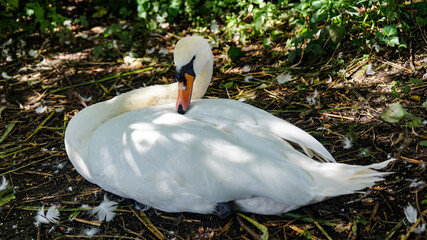 Swans at Reddish Vale Country Park