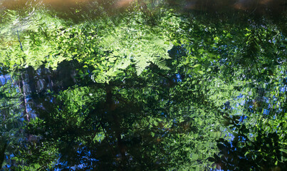 dreamlike reflection of fresh green leaves and fern in calm water abstract summer forest background