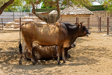 The Cypriot bull is standing and chewing. Another bull lies. Cattle of the Indian breed.