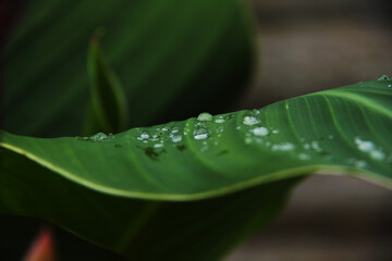 bright green canna flower leaves with rain drops