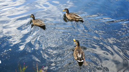 Ducks at Reddish Vale Country Park
