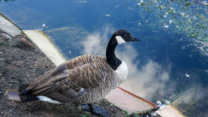 Ducks and geese at Reddish Vale Country Park