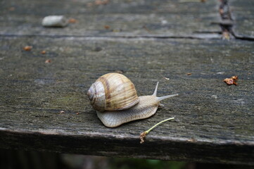 A large snail is crawling on a wooden surface.