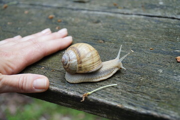 A large snail is crawling on a wooden surface.